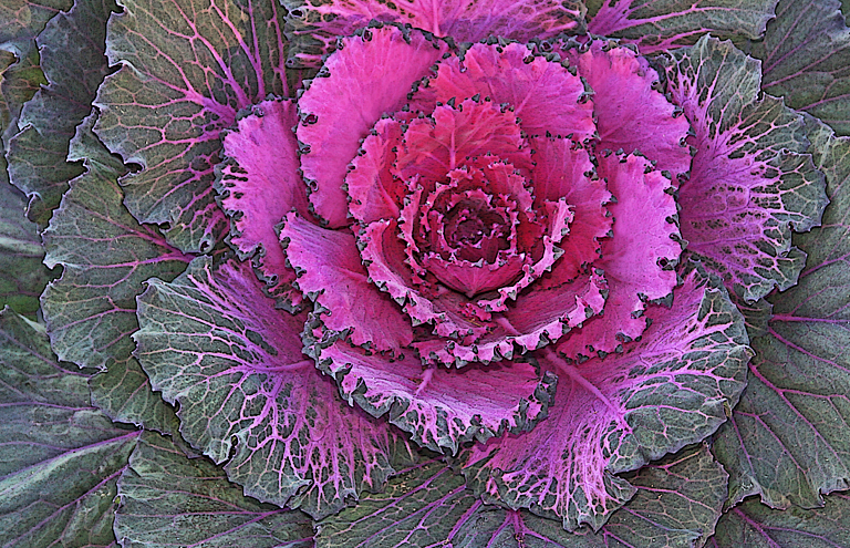 Kale Closeup (6543)   P O'Malley